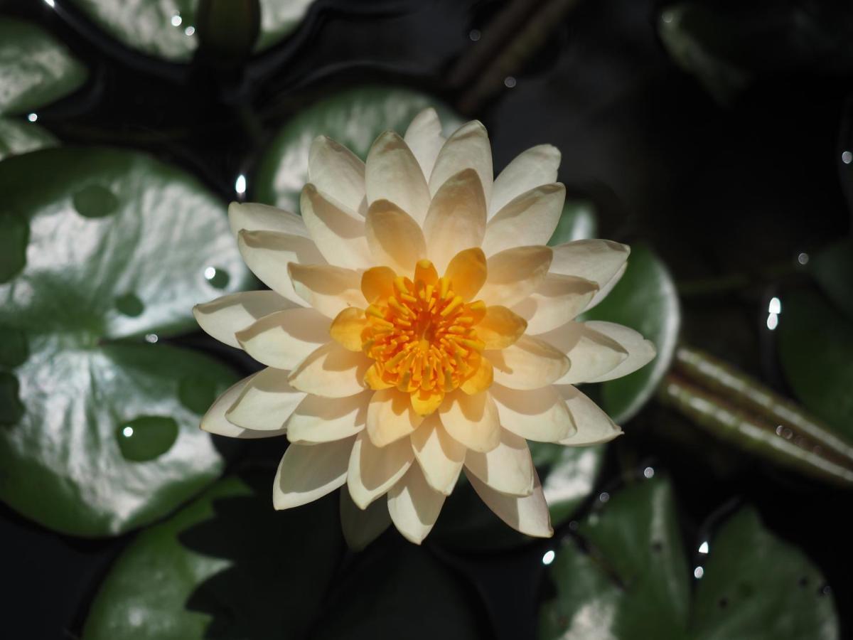 Amata Lanna Village อมตะล้านนา วิลเลจ เชียงใหม่ ภายนอก รูปภาพ